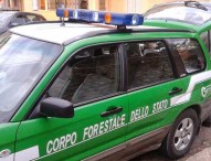 Cani da caccia morti