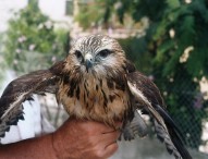 Cras, Tagliolini incontra associazioni ambientaliste