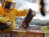 Fondi per apicoltori