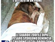 Morto il cagnolino