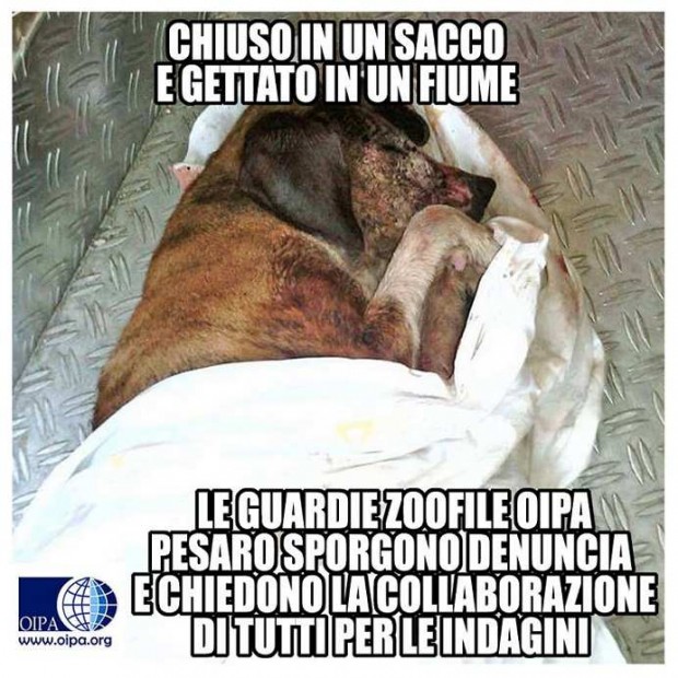 Morto il cagnolino