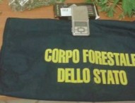 Piante di cannabis nel bosco