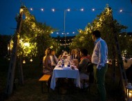 Dalla cantina alla vigna