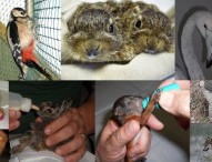 Manifestazione-presidio contro la chiusura del CRAS sabato 19 marzo