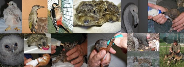 Manifestazione-presidio contro la chiusura del CRAS sabato 19 marzo