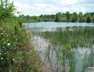 Foglia sotto controllo