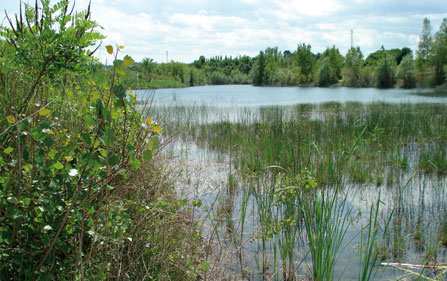 Foglia sotto controllo