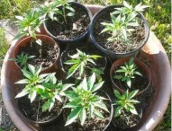 14 piante di marijuana