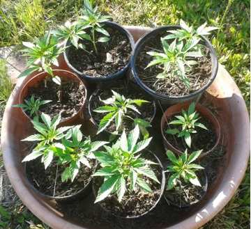 14 piante di marijuana