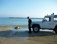 Tartaruga spiaggiata