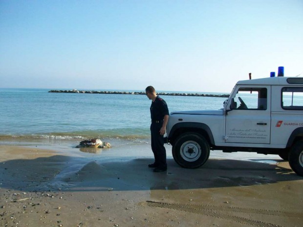 Tartaruga spiaggiata