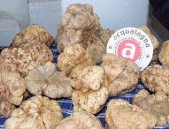 59esima Fiera Nazionale del Tartufo Bianco, Acqualagna si prepara al weekend di Ognissanti