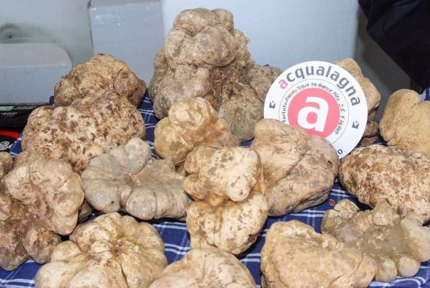59esima Fiera Nazionale del Tartufo Bianco, Acqualagna si prepara al weekend di Ognissanti