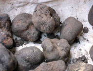 Acqualagna, “frode carosello”