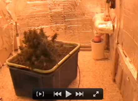 1 kg di marijuana, 2 arresti