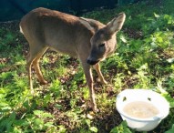Capriolo soccorso dagli operatori del Cras
