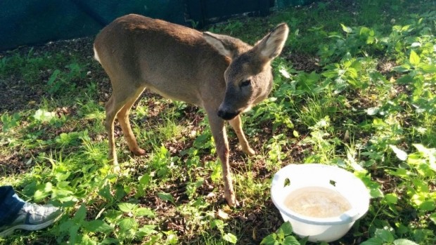 Capriolo soccorso dagli operatori del Cras