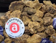 Tartufo: Acqualagna denuncia lo Stato alla Commissione europea per inadempimento del diritto comunitario