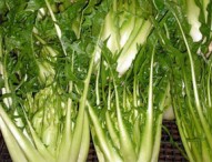 Dalla cicoria allo zafferano arrivano dai campi gli afrodisiaci naturali