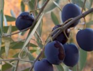 Serfilippi (Lega): “Oleturismo, una legge regionale che valorizza il nostro territorio”