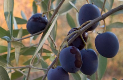 Serfilippi (Lega): “Oleturismo, una legge regionale che valorizza il nostro territorio”