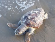 Tartarughe morte sulla spiaggia