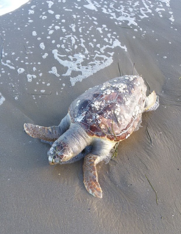 Tartarughe morte sulla spiaggia