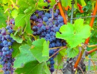 Coldiretti Marche, nella vendemmia 2015 una bottiglia su 4 sarà da uve biologiche