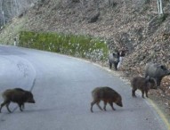 Incidenti: nel 2015 raddoppiate cause legali contro Regione e Province per schianti causati da cinghiali
