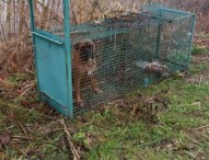 Cane intrappolato in una gabbia, indaga la polizia provinciale