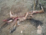 Cavallo sbranato dai lupi sul Catria, è allarme animali selvatici