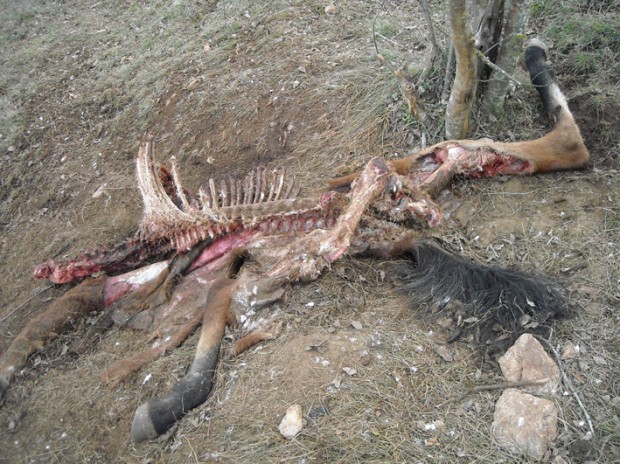 Cavallo sbranato dai lupi sul Catria, è allarme animali selvatici