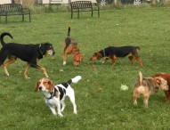 Fano, sabato l’inaugurazione dello sgambatoio