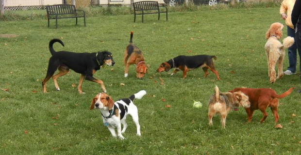 Fano, sabato l’inaugurazione dello sgambatoio
