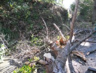 Vento a 92 km orari: strage di alberi, danni e disagi