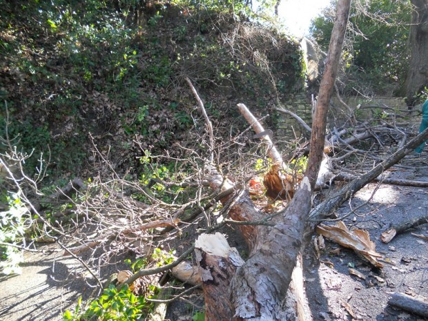Vento a 92 km orari: strage di alberi, danni e disagi