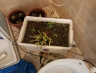 Serra e impianto di essiccazione di marijuana in casa, arrestato 20enne