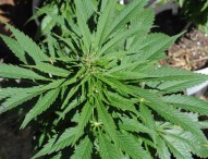 Nelle Marche sarà possibile utilizzare i derivati della cannabis a scopo terapeutico