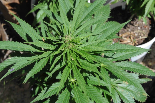Nelle Marche sarà possibile utilizzare i derivati della cannabis a scopo terapeutico