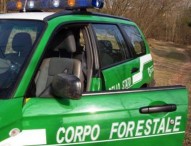 Combattimenti tra cani e cinghiali, in 10 rinviati a giudizio