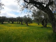 Olio, territorio e arie d’opera, a Cartoceto appuntamento con l’eccellenza