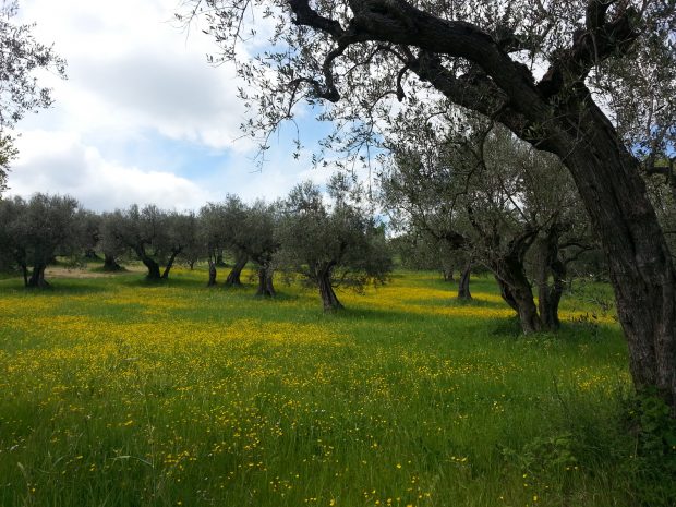 Olio, territorio e arie d’opera, a Cartoceto appuntamento con l’eccellenza