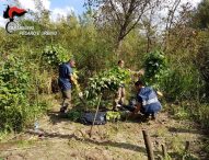 Una cinquantina di piante di canapa indiana lungo il fiume, arrestato