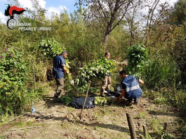 Una cinquantina di piante di canapa indiana lungo il fiume, arrestato