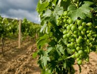 Marche, vendemmia entra nel vivo. Attesa una produzione di ottima qualità. Cresce export