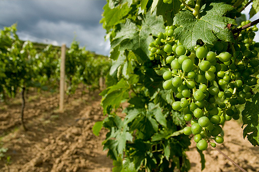 Marche, vendemmia entra nel vivo. Attesa una produzione di ottima qualità. Cresce export