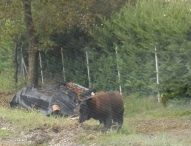 Il giallo dell’orso alle porte di Pergola. Sui social ne parlano tutti, ma si tratterebbe di un cane