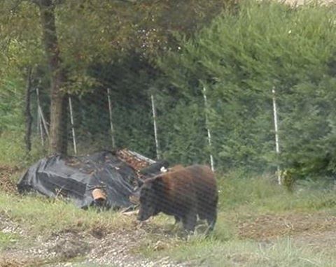 Il giallo dell’orso alle porte di Pergola. Sui social ne parlano tutti, ma si tratterebbe di un cane