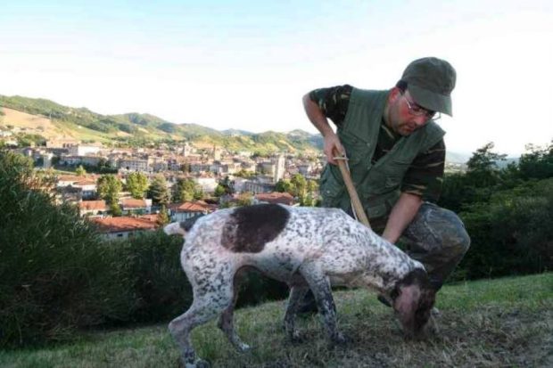 Mostra Nazionale del Bianco Pregiato, gara nazionale di “Cerca al Tartufo”