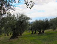 Quando l’olio Dop Cartoceto incontra l’oliva ascolana del Piceno Dop, al Balì secondo appuntamento di “Aspettando Cartoceto Dop, il Festival”